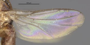 Media type: image;   Entomology 13356 Aspect: Wing, front